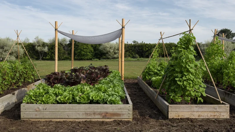 Illustrative raised vegetable beds with lettuce, beetroot and runner beans under light netting
